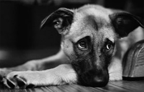 Pets and Asbestos Exposure